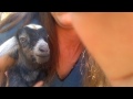 Flower, a newborn Kinder goat doeling, cries for Mommy
