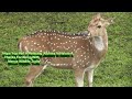 Amazing Many Herds Of Spotted Deer - Must Watch