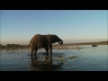 Top 10 Heaviest Land Mammals on Earth: Creature Countdown - FreeSchool