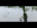 duck swim in rice field(3)