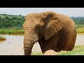 Elephants: big and cute