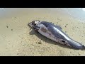 Remains of Harbor Porpoise Hit By Shark, Wellfleet, Cape Cod, Ma