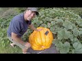 Growing a Giant Pumpkin in a Huge pile of Homemade Compost