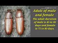 Life cycle of red flour beetle , Tribolium castaneum
