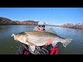 THE HOLY GRAIL OF STRIPED BASS FISHING! (50+ INCH GIANT CAUGHT ON FILM!)