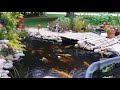 Koi pond fall 2017