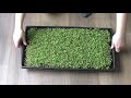 Alfalfa Microgreens or Sprouts - How to grow - Walk through