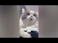 CLASSIC Dog and Cat Videos 😹🐱🙀 1 HOURS of FUNNY Clips 🐤😂