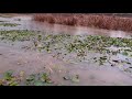 연못 연꽃과 수초 위로 떨어지는 빗소리 / Rain Falling of a Pond Lotus & a Water Candle / asmr