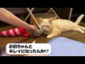 ボス猫をシャンプーしたら印象が激変した