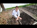 How To Grow Rhubarb To Live 30+ YEARS!