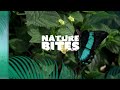 David Attenborough Witnesses a Caterpillar Transform into a Butterfly! | Nature Bites