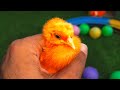 Ayam Lucu, ayam warna warni, ayam rainbow, kelinci lucu, bebek lucu, ikan koi, Hewan Lucu