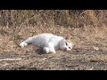 【突然襲われる無防備な野良猫】