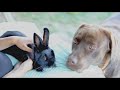 Rabbit and Dog, best Frenemies - The Beaverton