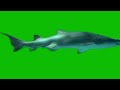 Shark Green Screen
