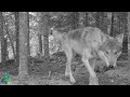 Wolves and other wildlife on the Mithrandir Trail