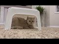 Let’s play with the string | Coco the cutest Cat 4K