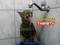 Cute Thirsty Cat