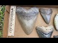 My Biggest Megalodon Tooth in 20 Years