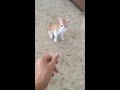 Playing with Kitten