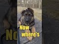 Germany Shepherd Puppy Starts Learning...