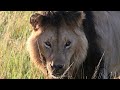 AFRICAN SAFARI 4K | 15 lions sightings | Masai Mara | Safari of a lifetime