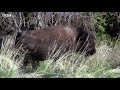 Determined Wolf Catches Young Calf | BBC Earth