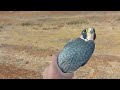 The easiest way to hunt the peregrine falcon - pigeon and net