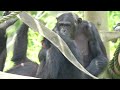 Dill fell down　Tama Zoo　Chimpanzee　202306