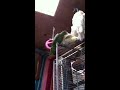 Parrot love