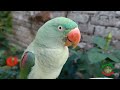 Talking Parrot Greeting Baby Parrots Funny Compilation