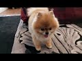 The mini Pomeranian is playfully going for a walk