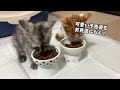 [Hitting a kitty with a stick!?] Watch kitten rescued from a dangerous place grows into an adorable.