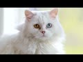 Soothing Sleep Music for Cats 🐈 Help Your Cat Sleep in 30 Minutes - Gentle Sound for Deep Relaxation