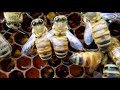Beginner Beekeepers Must Watch! | Still the best practices in 2022 | Beginner Beekeeper Episode 9