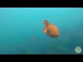 Snorkeling At La Jolla Cove, 2017 | La Jolla, California