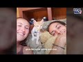 Couples Rescues A Cat In Greece And Brings Her To Live On Their Sail Boat | The Dodo