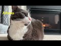 Cats get toasty by the fireplace