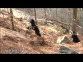 April 27, 2012 - Jewel the Black Bear - Play Play Play