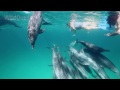 Dolphin Tales 2-2015  - Ocean Angels