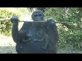 Gorilla tweeling Burgers Zoo 20 juli 2013