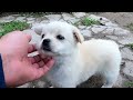 Orphan puppy lives alone in abandoned apartment in decaying community ( Full version )