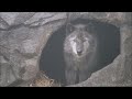 Black Wolf Howls to the Thunder
