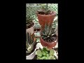 Mag-alaga tayo ulit ng succulents pagkatapos ng isang taon