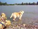Cenour barking at the River Rhine