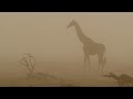 Spectacular Wildlife in Namibias Desert Kingdom