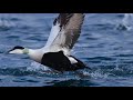 World's Weirdest Bird Sounds - Part Two