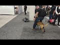 Robot dog meets real dog