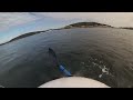 Australian Kayaker Close Encounter With Massive Shark